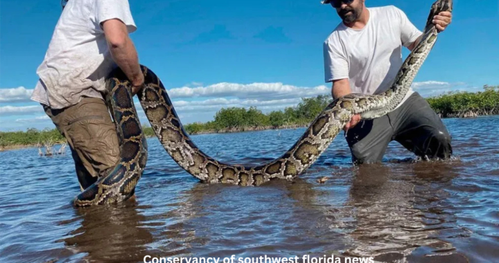 Conservancy of southwest florida news